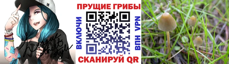 Галлюциногенные грибы прущие грибы  Ряжск 